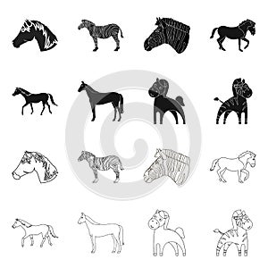 Isolated object of trot and running symbol. Set of trot and clipart stock vector illustration.