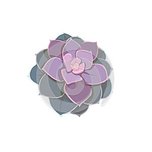 Isolated oil painted Echeveria Pearl von Nurnberg in Flat design style, vector Succulent Echeveria on white isolated background,