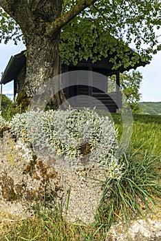 An isolated old log hut in the shadow of a oak tree in Switzerland