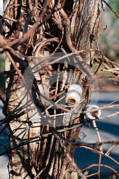 Isolated old white glass insulators on a cedar fence post