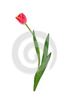 Isolated one curved tulip with red bud