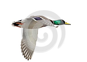 Isolated one green head mallard duck drake in flight