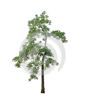 Isolated one tree with green leaf on white background