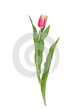 Isolated one tulip with red bud