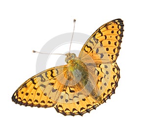 Isolated orange butterfly