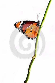 Isolated orange butterfly on a branch