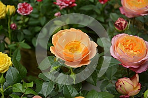 Isolated orange color rose blossoms