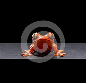 Orange frog printed on a 3D printer and hand-painted on a black background