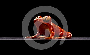 Orange frog printed on a 3D printer and hand-painted on a black background