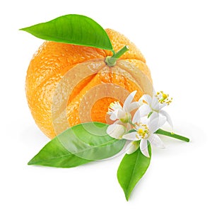 Isolated orange fruit and flowers