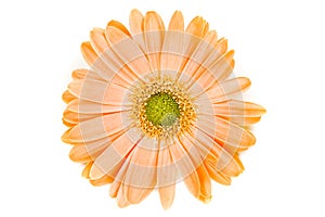 Isolated Orange Gerber Daisy