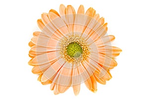 Isolated Orange Gerber Daisy photo