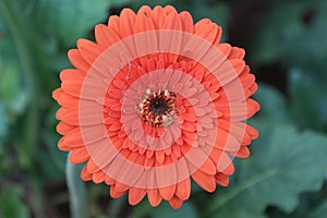 Isolated orange gerber daisy flower in the garden