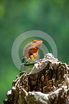 Isolated orange and green lizard on a tree stump. Ella, Sri Lanka