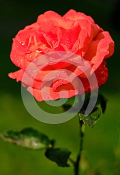 Orange rose with water drops