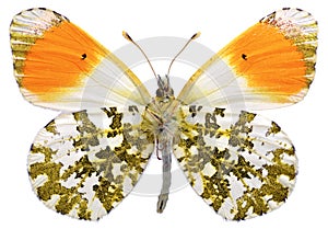 Isolated orange tip butterfly