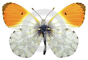 Isolated orange tip butterfly