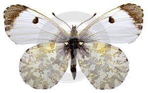 Isolated Orange Tip butterfly