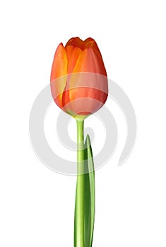 Arancia tulipano 