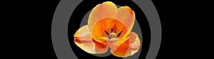 Isolated orange tulip flower on black background