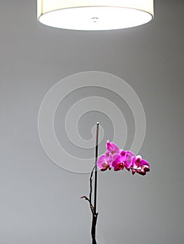 Isolated orchid under light source