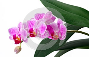 Isolated orchids