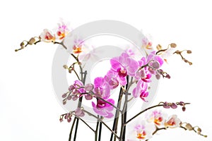 Isolated orchids