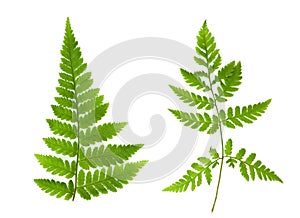 Isolated ornament of green fern leaves
