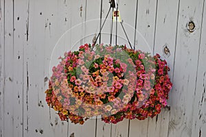 Isolated ornamental flower hanging basket