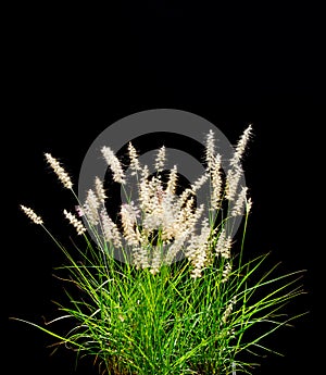 Isolated Ornamental Grass on Black