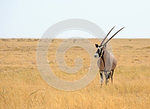 Isolated Oryx on dry Etosha Plains