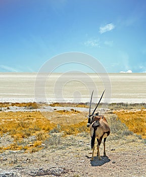 Isolated Oryx on standing on Etosha pan with a nice blue cloudy sky