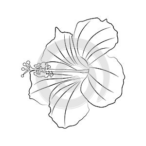 Hibiscus isolated outline photo