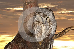 Isolated Owl on the sunset yelllow background