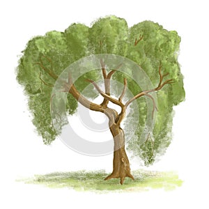 Isolated painted willow tree