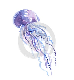 Isolated pale color tender jellyfish