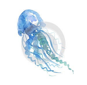 Isolated pale color tender jellyfish