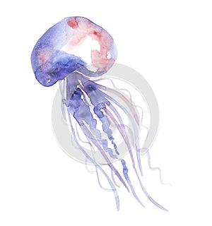 Isolated pale color tender jellyfish watercolor