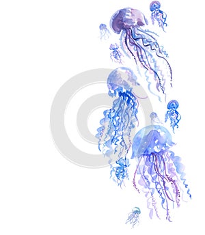 Isolated pale color tender jellyfish watercolor