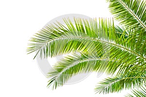 Isolated Palm leaves on white background