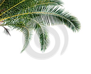 Isolated Palm Leaves on white background