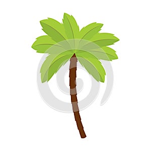 Isolated palm tree