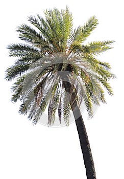 Isolated palm tree photo