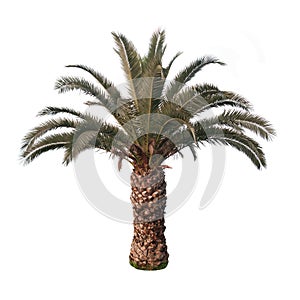 Isolated Palm Tree