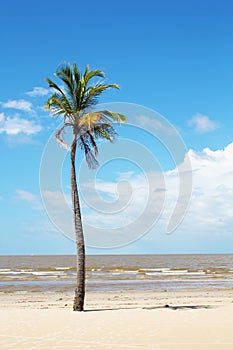 Isolated palm tree