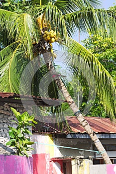 Isolated palm tree above colored houses