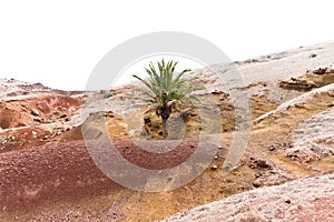 Isolated palm tree in an arid place with sand and dunes Ponta de Sao Lourenco, Madeira