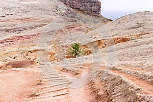 Isolated palm tree in an arid place with sand and dunes Ponta de Sao Lourenco, Madeira