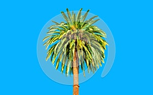 Isolated Palm Tree on Blue Background with Copy Space