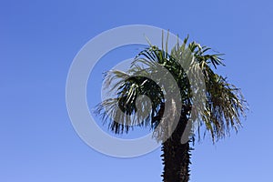 Isolated palm tree and a blue sky background - Minimal view